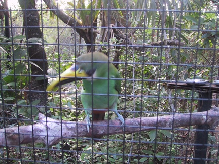 Emerald Toucan